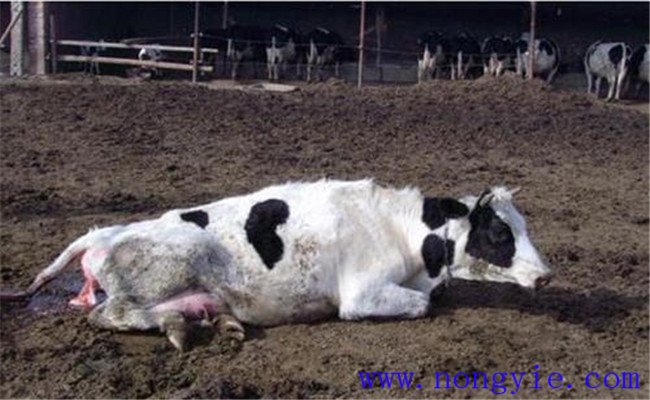 奶牛生产瘫痪原因是什么 如何防治奶牛产后瘫痪