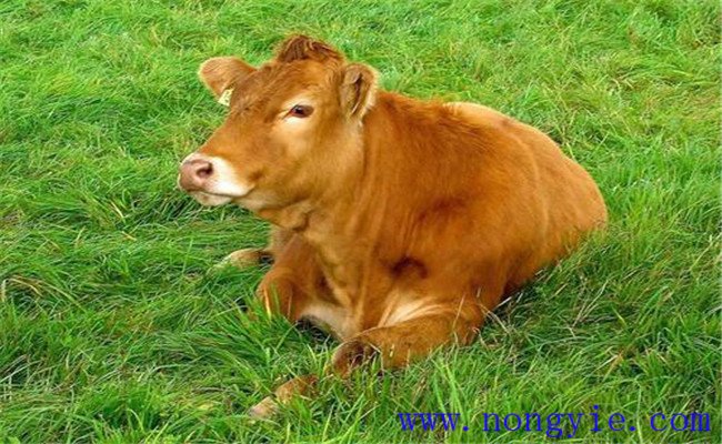 奶牛焦虫病的症状与预防 奶牛焦虫病的治疗方法