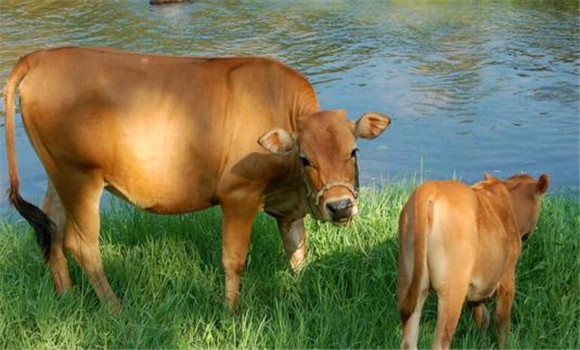 母牛休情期的特征