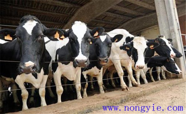 高温对奶牛产奶量的影响