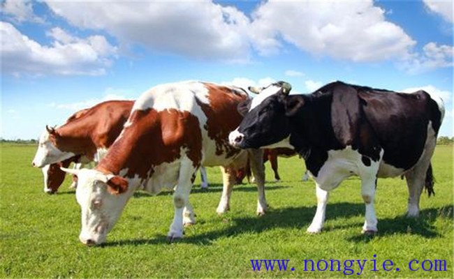 微量元素与奶牛健康、高产有什么关系？