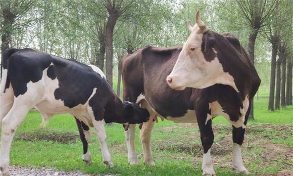 犊牛的初乳喂养很重要，犊牛初乳喂养技术要求
