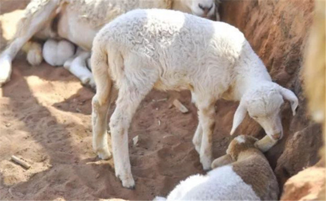 肉羊综合育肥方法，优质肥羊的饲养要点