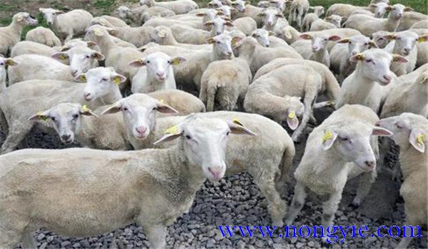 羔羊育肥的生产优势