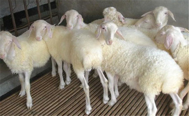 提高小尾寒羊繁殖力的综合措施