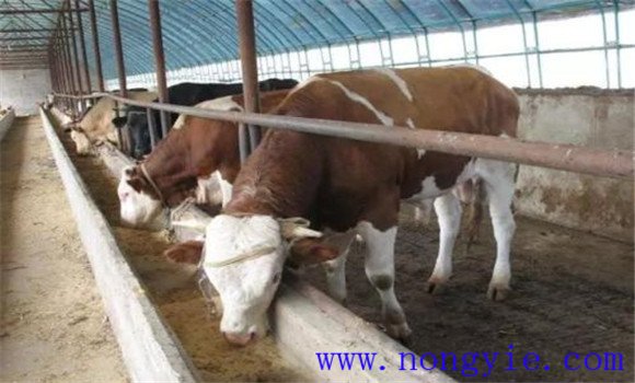 养殖肉牛饲料搭配应注意哪些问题
