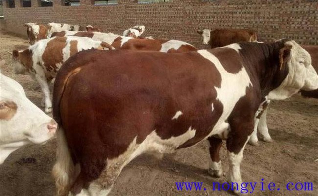 育肥牛采食量减少的原因主要有哪些？