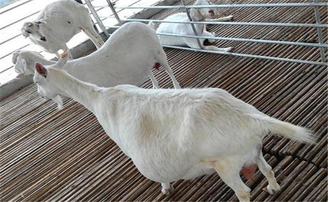 防止母羊过早交配，减少母羊难产发生率