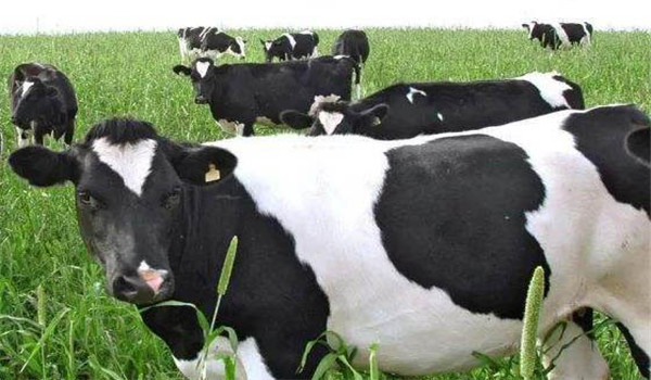 奶牛干奶期的饲养目标