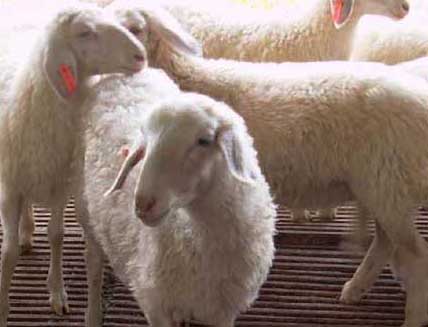 小尾寒羊养殖方法