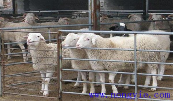 羊猝疽的病原是什么