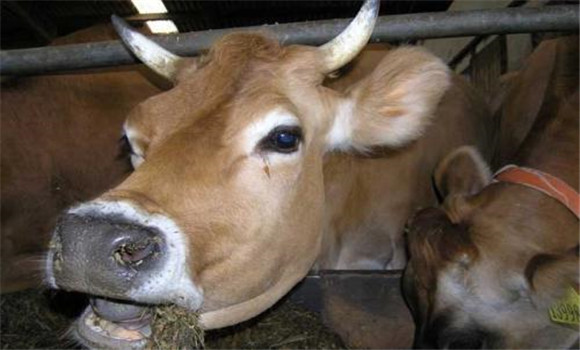 牛口蹄疫症状及治疗方法 如何治疗牛口蹄疫