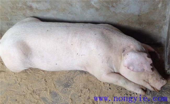 母猪产前产后瘫痪原因是什么，如何预防与治疗