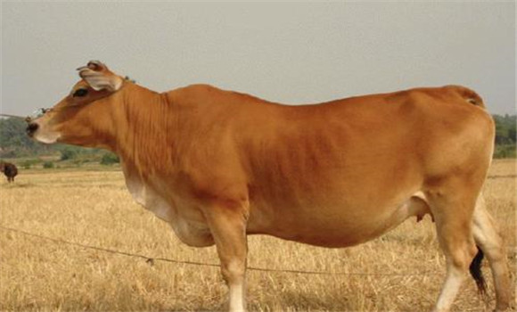 根据外貌判定牛的年龄