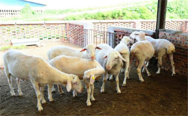 羊创伤性网胃炎的症状表现、预防与治疗方法