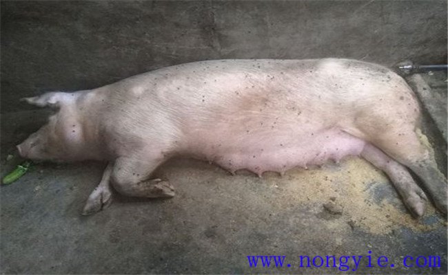 母猪难产有哪些几种类型 怎样处理二元母猪难产