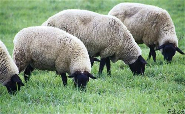 绵羊痘的传播途径是什么，绵羊痘的防治方法