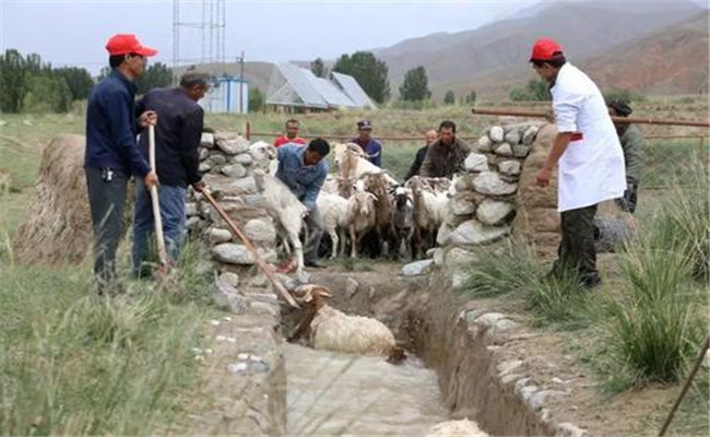 夏季如何给羊群进行药浴，加强羊群保健