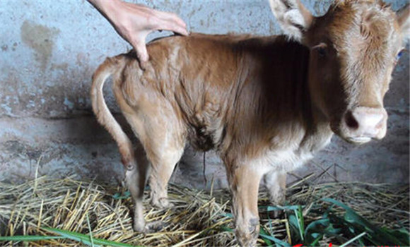 母牛不孕的原因主要有哪些