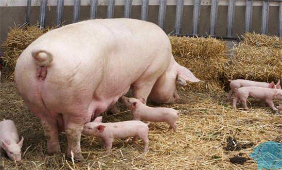 母猪采食量下降的原因 母猪日采食量标准是什么