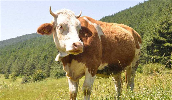 西门塔尔牛的外貌