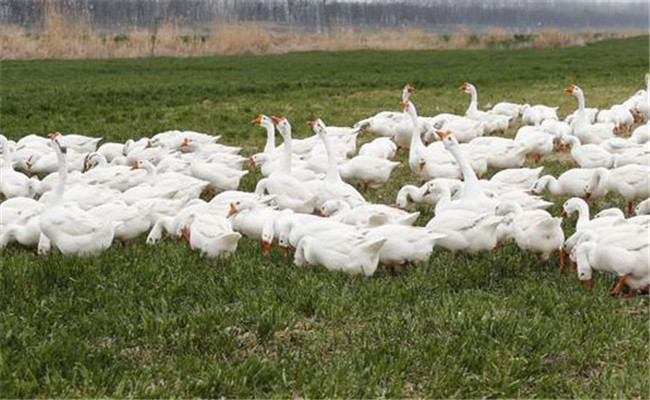 几种节草节粮节约饲料的养鹅方法