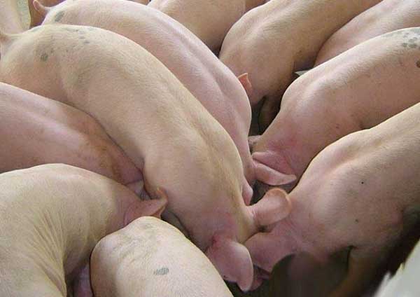 猪人工授精和自然受孕哪个好？