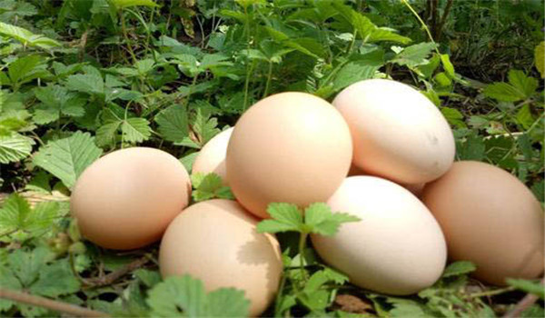 种蛋受精率大概是多少?如何提高种蛋受精率