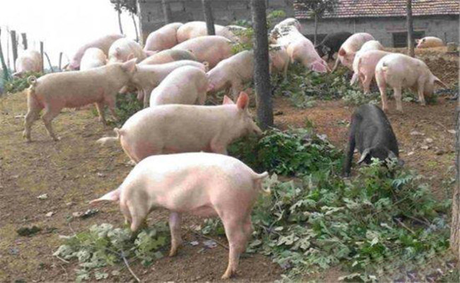 环保养猪技术的常见问题的处理