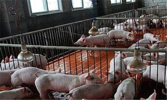 如何科学建设和管理猪舍、科学选择猪饲料？