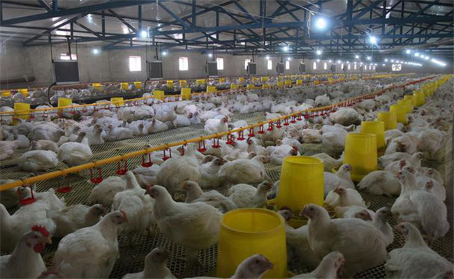 肉鸡鸡舍环境控制的标准和要求