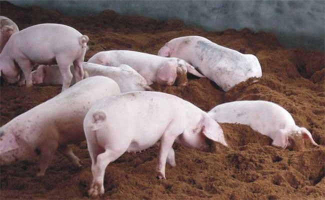 对发酵床养猪技术的一些合理化建议
