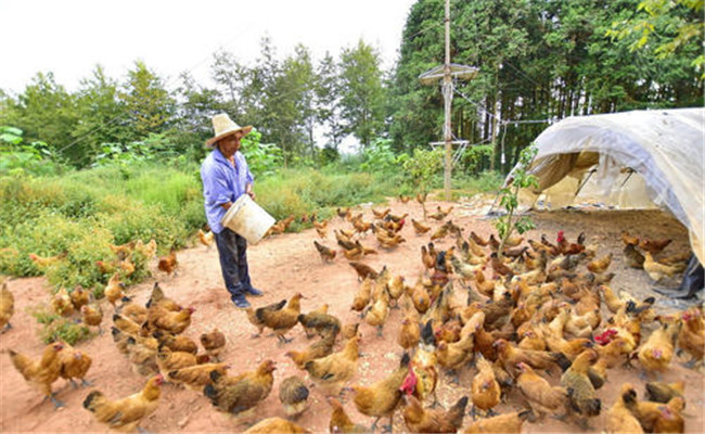 鸡饲养方式的比较 散养笼养与平养方式的优缺点