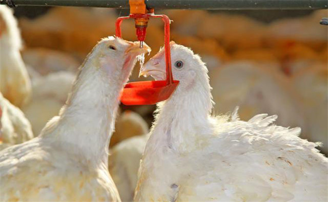 肉种鸡生产中的饮水管理技术要点