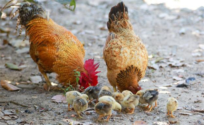 霉菌毒素对蛋鸡的影响有多大，具体有哪些危害