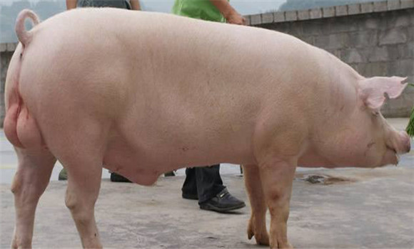 种公猪的饲养管理技术 种公猪的营养需要