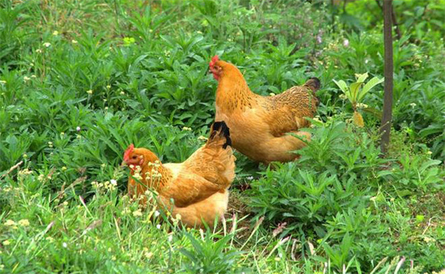 发展放养虫草鸡应具备怎样的环境条件