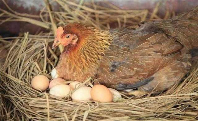 引起母鸡就巢性的生理机制与母鸡醒抱的生理机