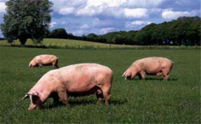 无公害生猪生产的关键环节有哪些