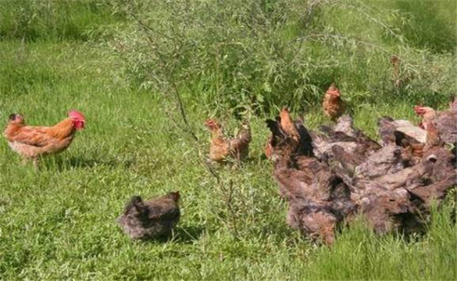 柴鸡养殖注意事项有哪些？