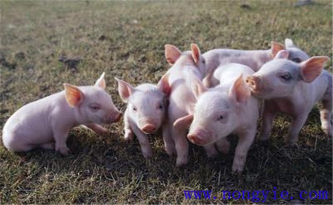 猪的品种简介，我国有哪些优良的地方品种