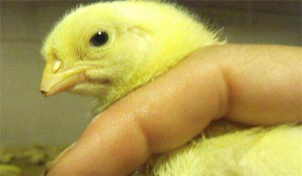 如何防止鸡的啄癖 有哪些预防措施