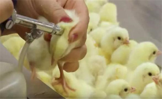 鸡免疫接种失败的常见原因有哪些？