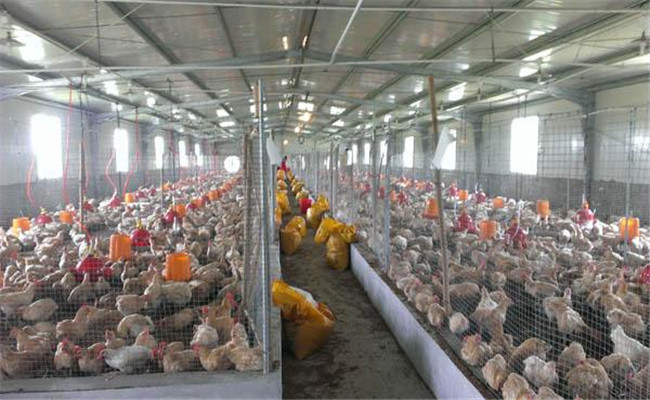 鸡场如何合理制定免疫计划，强化鸡群免疫？
