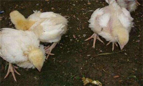 鸡大肠杆菌病感染的症状表现有哪些