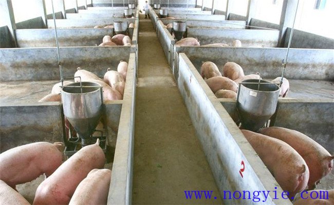 工厂化养猪的技术规程
