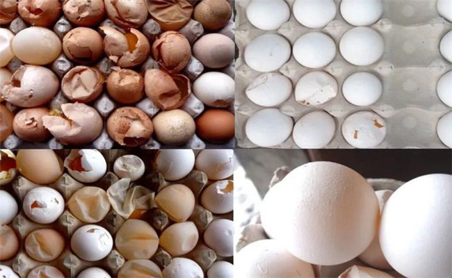 夏天蛋鸡产软壳蛋数量增多的原因和解决办法