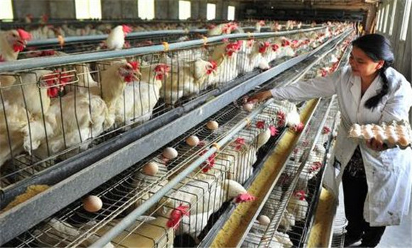 蛋鸡育成期饲养管理需注意的几点