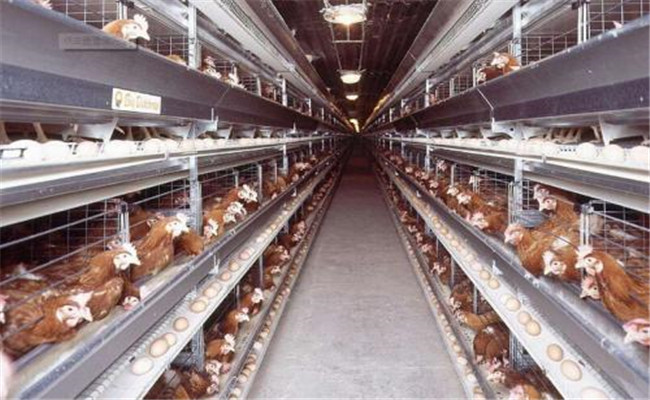 蛋鸡产前管理需从哪几个方面入手？