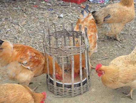 春季鸡寄生虫病常见症状表现、用什么药治
